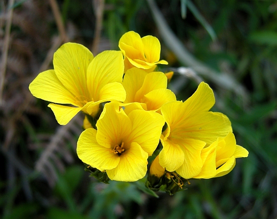 Linum capitatum / Lino capitato